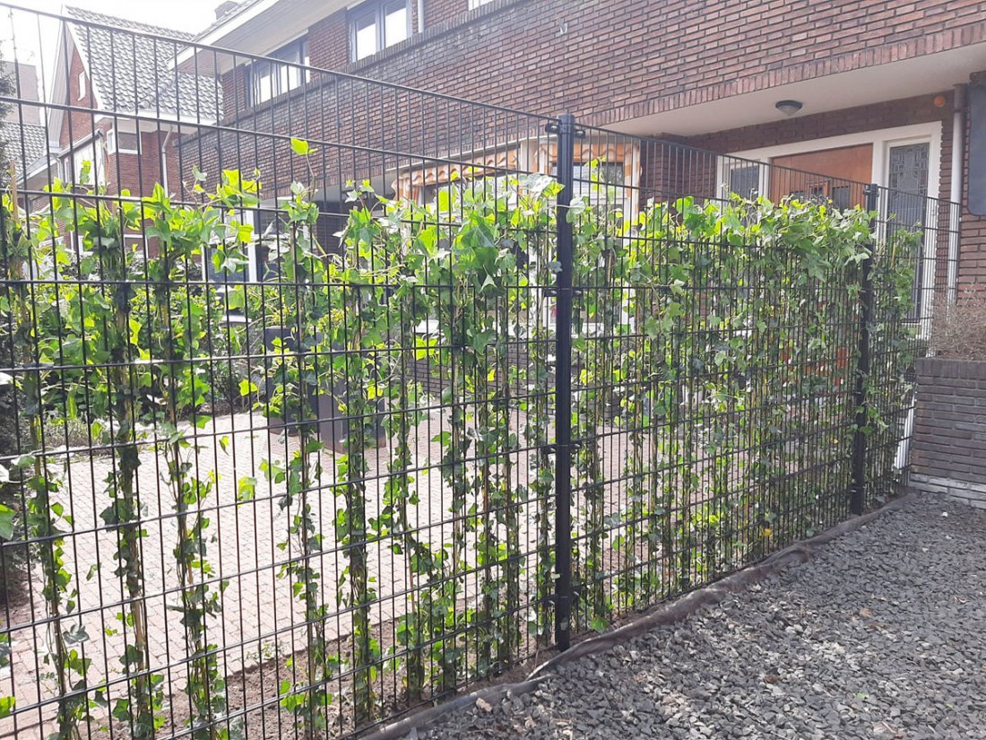 Dubbelstaafmat hekwerk begroeid met hedera voor extra privacy